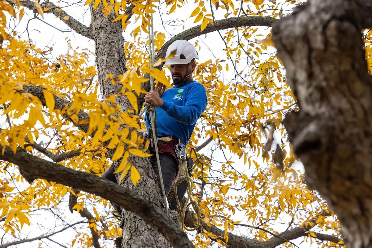 Skilled Tree Planting crew working in Chanhassen